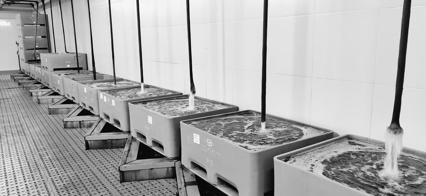 Tanques de depuración de moluscos bivalvos vivos